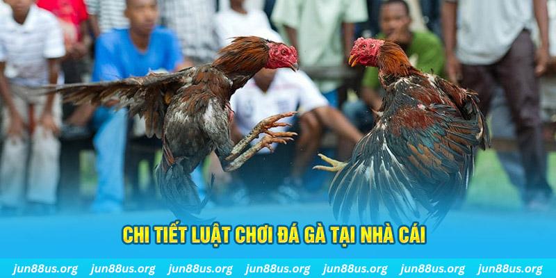 kubet đá gà thomo