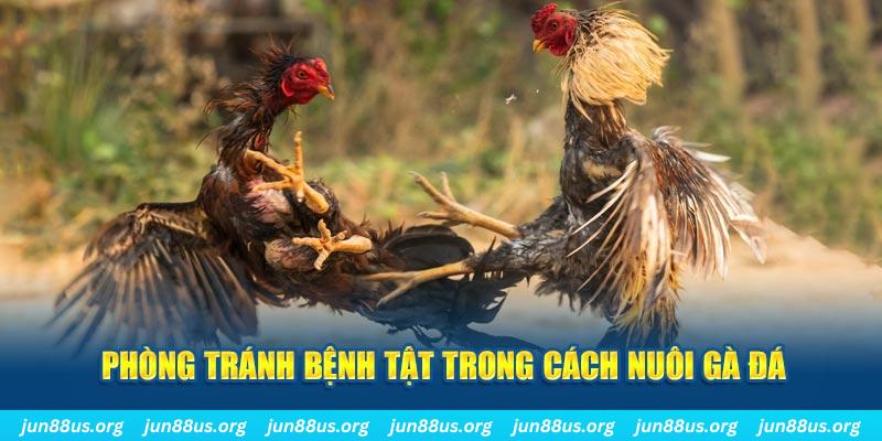 kubet Bài Poker Bonus